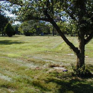 A shot showing proximity to the crab apple